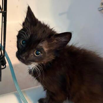 Domestic Short Hair Cats Available for Adoption in Pleasanton, California - Walter | PetCurious