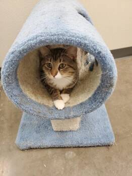 American Shorthair and Tabby Cats Available for Adoption in Bartlesville, Oklahoma - Klaus | PetCurious