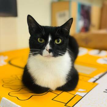 Momma Shirley -  Domestic Short Hair Cat for Adoption in Woodbury, New Jersey - Momma Shirley | PetCurious