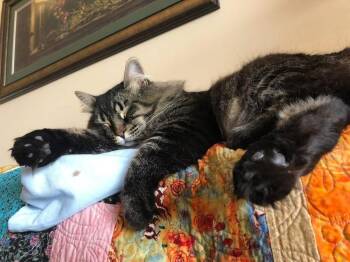 Teddy -  Domestic Short Hair Cat for Adoption in Lafayette, Colorado - Teddy | PetCurious