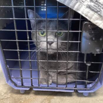 Domestic Short Hair Cats Available for Adoption - Phoebe | PetCurious