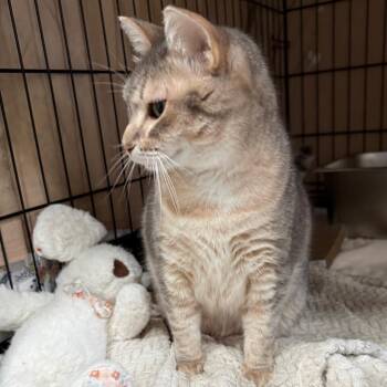 Claire -  Domestic Short Hair Cat for Adoption in Bismarck, North Dakota - Claire | PetCurious