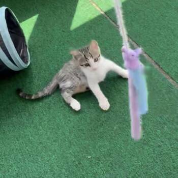 Tater Tot -  Domestic Short Hair Cat for Adoption in Delta, Ohio - Tater Tot | PetCurious