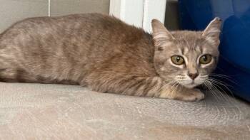 Rescue Domestic Short Hair Cats for Adoption in Sultan, Washington - Meeps | PetCurious