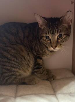 Rescue Domestic Short Hair Cats for Adoption in Port Jefferson Station, New York - Gizmo | PetCurious