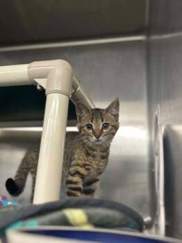 Gacko -  Domestic Short Hair Cat for Adoption in Munster, Indiana - Gacko | PetCurious