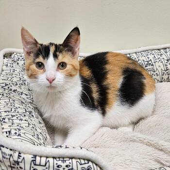 Ivy -  Domestic Short Hair Cat for Adoption in Fremont, Ohio - Ivy | PetCurious