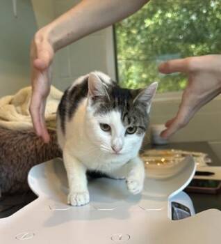 Redrum -  Domestic Short Hair Cat for Adoption in Palm Coast, Florida - Redrum | PetCurious