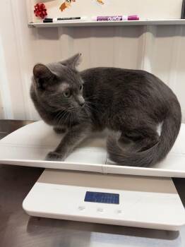 Domestic Short Hair Cats Available for Adoption in Pierceton, Indiana - Magnolia | PetCurious
