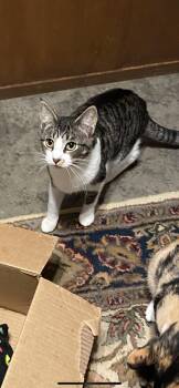 Rescue Domestic Short Hair Cats for Adoption in New Blaine, Arkansas - Joey | PetCurious