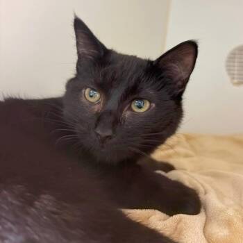 Onyx -  Domestic Short Hair Cat for Adoption in Woodinville, Washington - Onyx | PetCurious