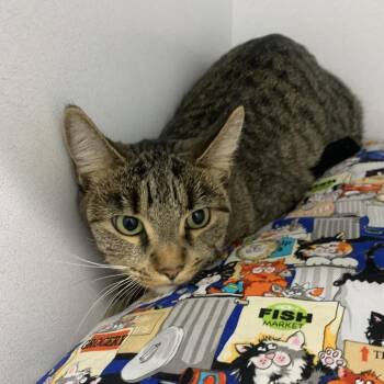Peach -  Domestic Short Hair Cat Available for Adoption in Franklin, North Carolina - Peach | PetCurious