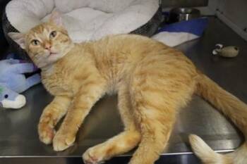 Domestic Short Hair Cats Available for Adoption in Kansas City, Missouri - Tom | PetCurious