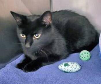 Eldritch -  Domestic Short Hair Cat for Adoption in Fishers, Indiana - Eldritch | PetCurious