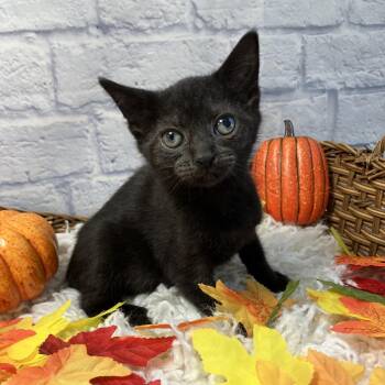 Billie Jean -  Domestic Short Hair Cat for Adoption in Harrisonburg, Virginia - Billie Jean | PetCurious