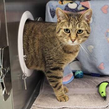 Samson -  Domestic Short Hair Cat for Adoption in Fort Wayne, Indiana - Samson | PetCurious