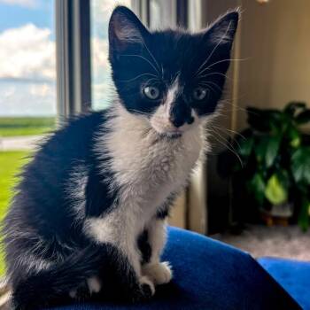 Navy -  Domestic Short Hair Cat for Adoption in Des Moines, Iowa - Navy | PetCurious