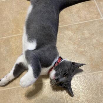 Sprout -  Domestic Short Hair Cat for Adoption in Harrisonburg, Virginia - Sprout | PetCurious