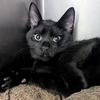 Rescue Domestic Short Hair Cats for Adoption in Springfield, Illinois - Big Red | PetCurious