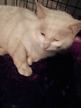 Rescue Domestic Short Hair Cats for Adoption in Cromwell, Kentucky - Victoria | PetCurious