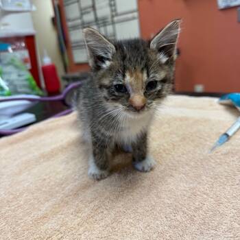 Rescue Domestic Short Hair Cats for Adoption in Flagstaff, Arizona - Shayla - Affectionate Cuddler! Good W/ Cats! | PetCurious