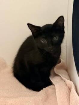 Sus -  Domestic Short Hair Cat for Adoption in Savannah, Georgia - Sus | PetCurious