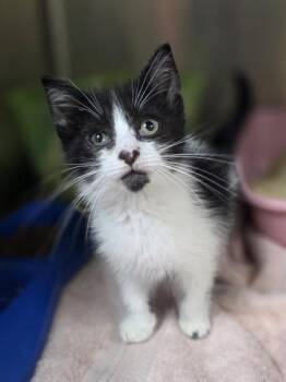 Hank -  Domestic Medium Hair and Domestic Short Hair Cat for Adoption in Westland, Michigan - Hank | PetCurious