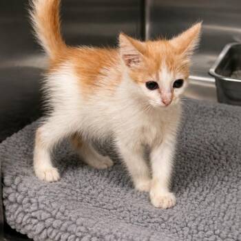 Romeo -  Domestic Short Hair Cat for Adoption in Austin, Texas - Romeo | PetCurious