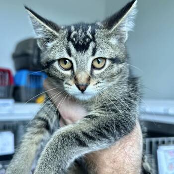 Sailor Moon -  Domestic Short Hair Cat for Adoption in Matteson, Illinois - Sailor Moon | PetCurious