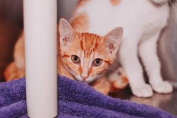 95309a Franks & Beans-PetSmart Mt. Pleasant -  Domestic Short Hair Cat for Adoption in North Charleston, South Carolina - 95309a Franks & Beans-PetSmart Mt. Pleasant | PetCurious