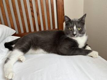 Joey -  Domestic Short Hair Cat for Adoption in Tustin, California - Joey | PetCurious