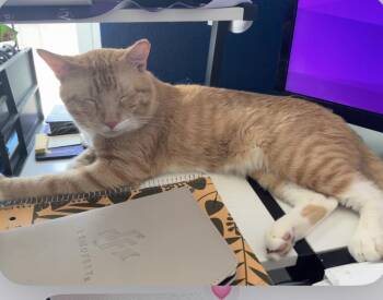 Tom -  Domestic Short Hair Cat for Adoption in Austin, Texas - Tom | PetCurious