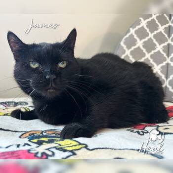 Rescue Domestic Short Hair Cats for Adoption in Youngwood, Pennsylvania - James | PetCurious