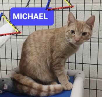 Domestic Short Hair Cats Available for Adoption - Michael | PetCurious