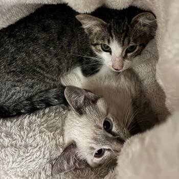 Java -  Domestic Short Hair Cat for Adoption in Titusville, Florida - Java | PetCurious