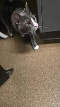 Sookie -  Domestic Short Hair Cat for Adoption in Wichita, Kansas - Sookie | PetCurious