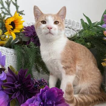 Andy Southy 56675 -  Domestic Short Hair Cat for Adoption in Eaton Rapids, Michigan - Andy Southy 56675 | PetCurious
