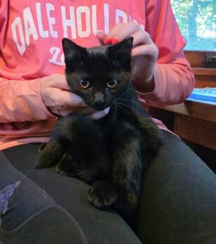 Devin -  Domestic Short Hair Cat for Adoption in Chicago, Illinois - Devin | PetCurious