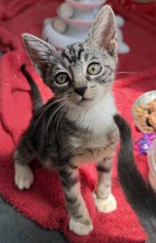 Littlefoot -  Domestic Short Hair Cat for Adoption in Jacksonville, Florida - Littlefoot | PetCurious