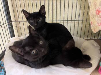 Domestic Short Hair Cats Available for Adoption - Berri | PetCurious