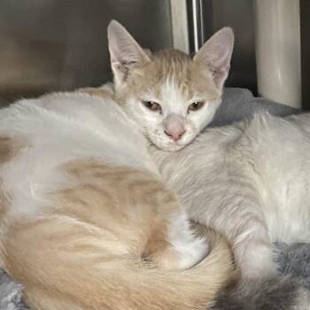 Khonshu -  Domestic Short Hair Cat for Adoption in Walker, Michigan - Khonshu | PetCurious