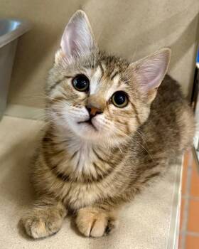 Meleys -  Domestic Short Hair Cat for Adoption in Novato, California - Meleys | PetCurious