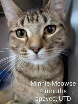 Minnie Meowse -  Domestic Short Hair Cat for Adoption in Wyoming, Michigan - Minnie Meowse | PetCurious