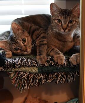 Mary-Kate -  Domestic Short Hair Cat for Adoption in Los Angeles, California - Mary-Kate | PetCurious