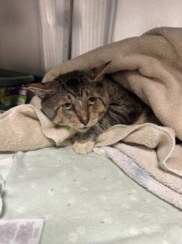 Domestic Short Hair Cats Available for Adoption in Labelle, Florida - Frick | PetCurious