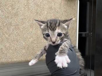A1925240 -  Domestic Short Hair Cat for Adoption in Thousand Palms, California - A1925240 | PetCurious