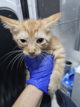 MOCHA -  Domestic Short Hair Cat Available for Adoption in Dallas, Texas - MOCHA | PetCurious