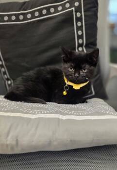 Rescue Domestic Medium Hair Cats for Adoption in Osgood, Indiana - Ammy Kits : Sammy | PetCurious