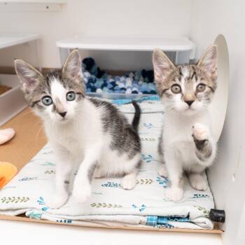 Ron Stoppable -  Domestic Short Hair Cat for Adoption in New York, New York - Ron Stoppable | PetCurious