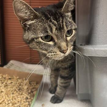 Domestic Short Hair Cats Available for Adoption - Guinevere | PetCurious